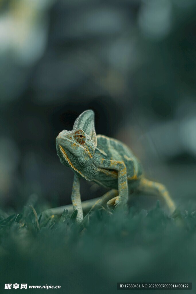 蜥蜴