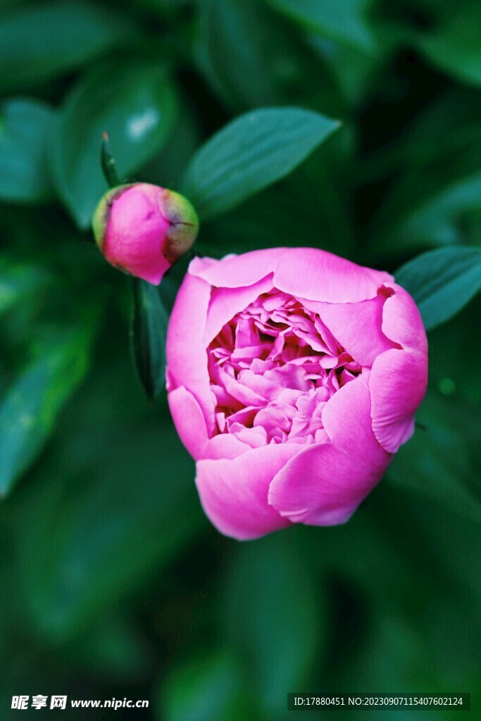芍药
