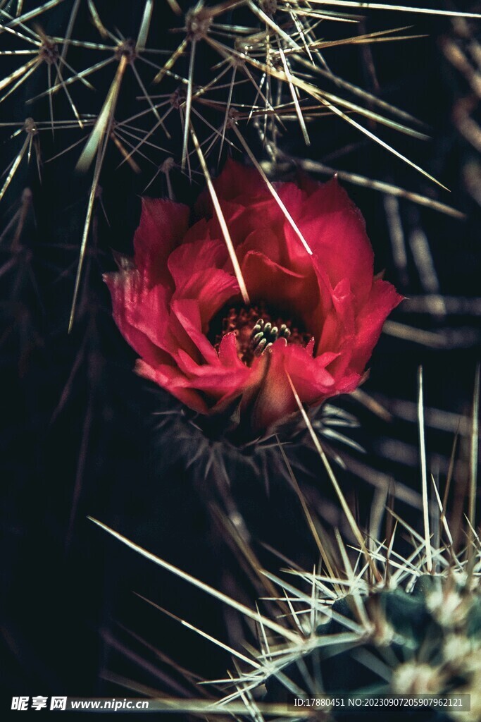 仙人掌花