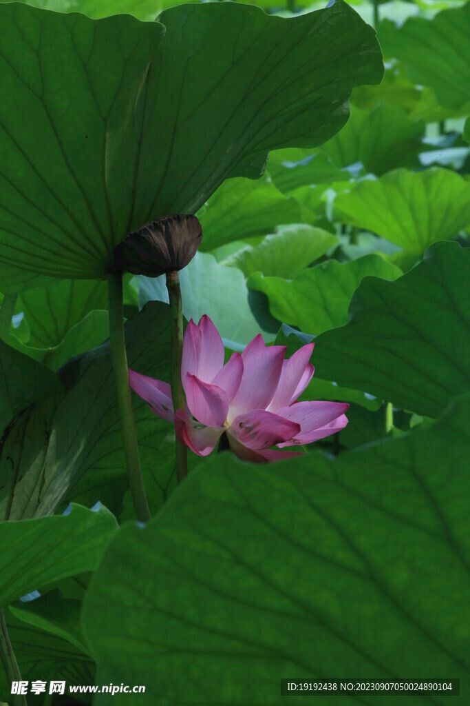荷花荷叶 