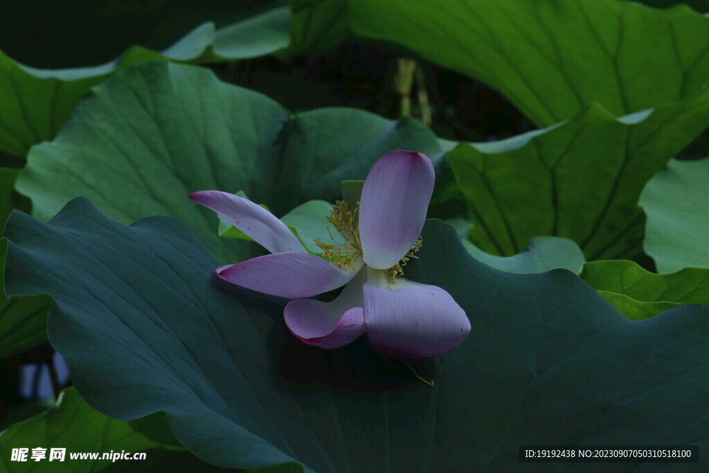 荷花荷叶 