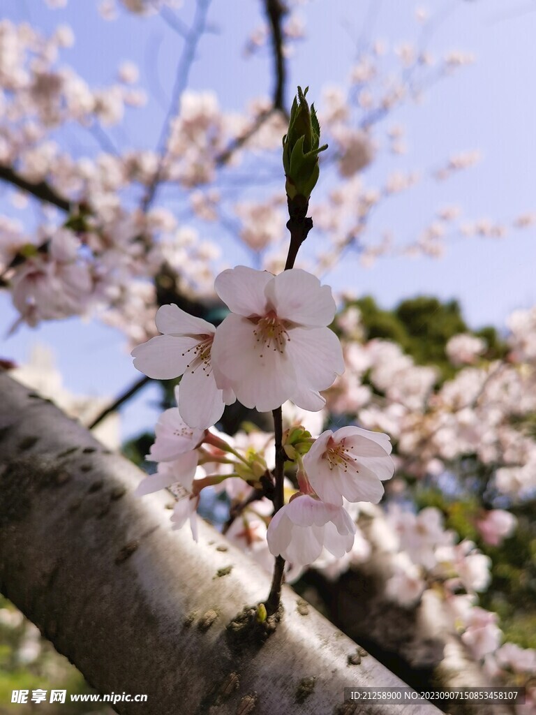 樱花