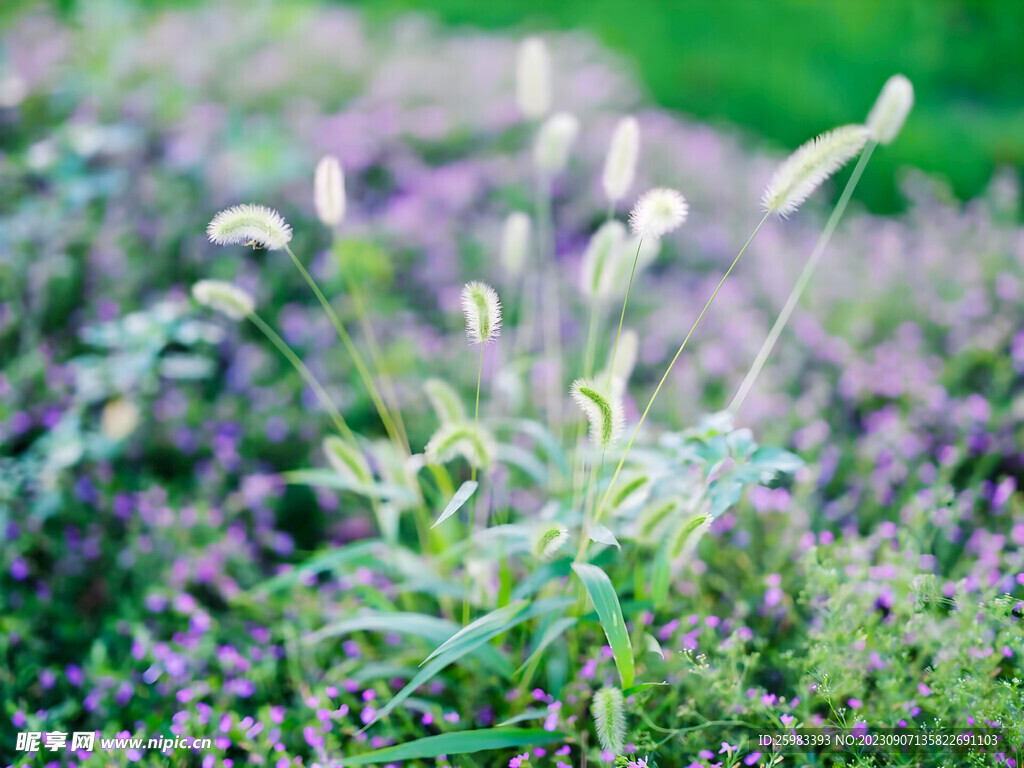 狗尾巴草