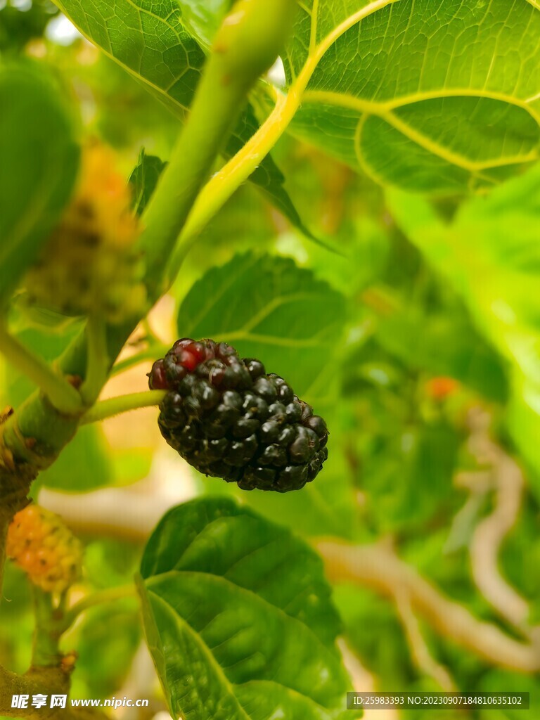 桑葚