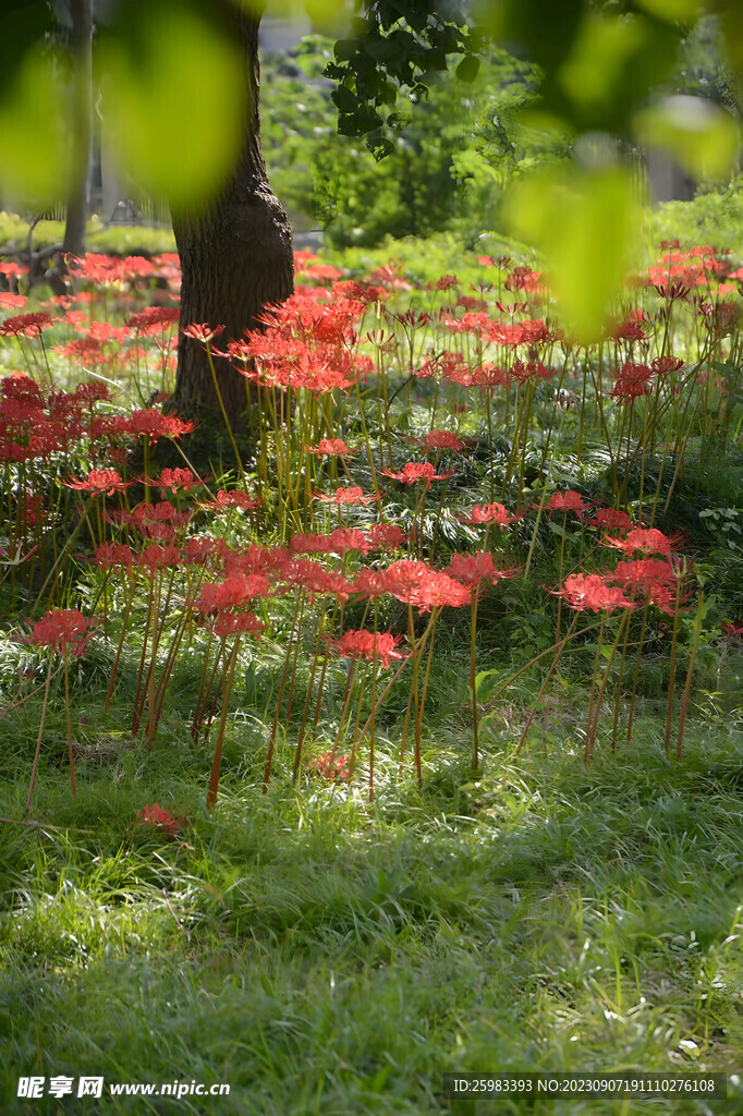 彼岸花