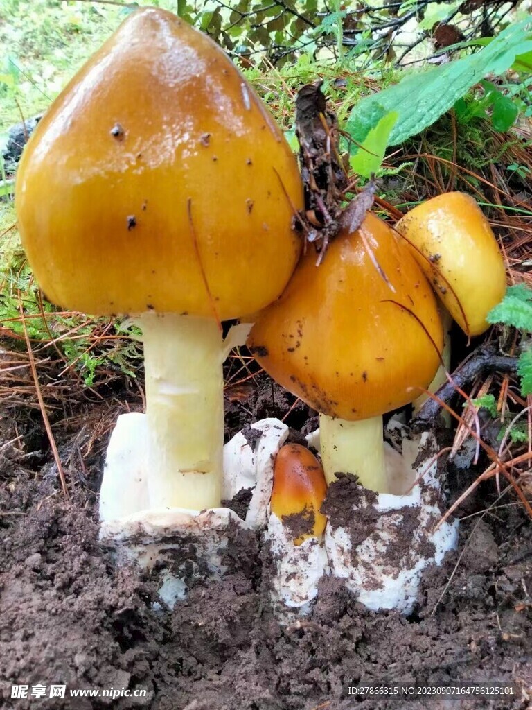 野生菇