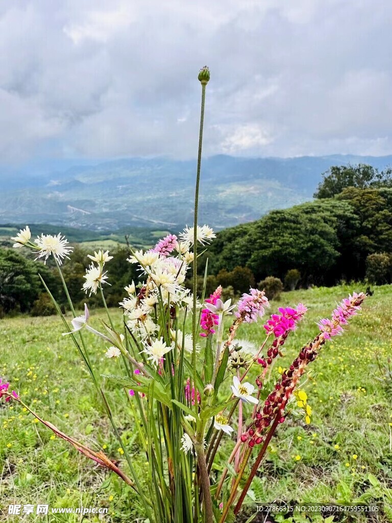 花草