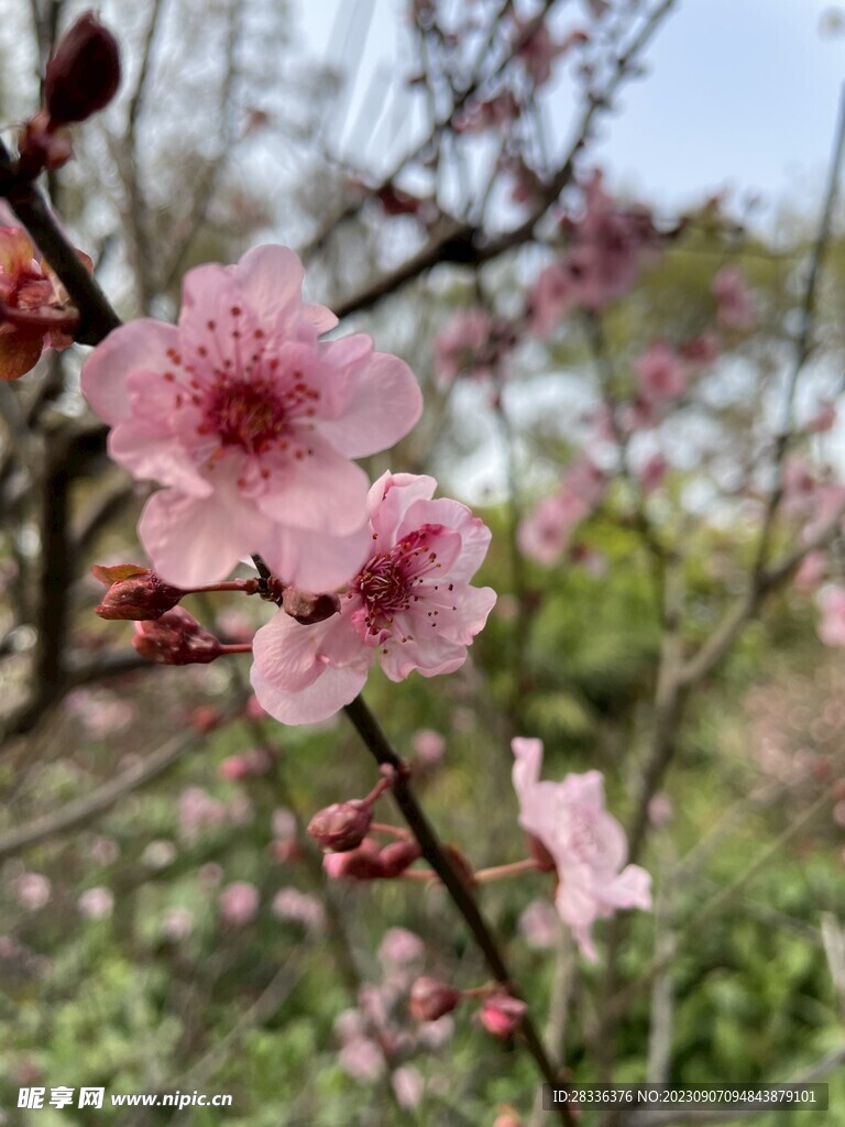 桃花