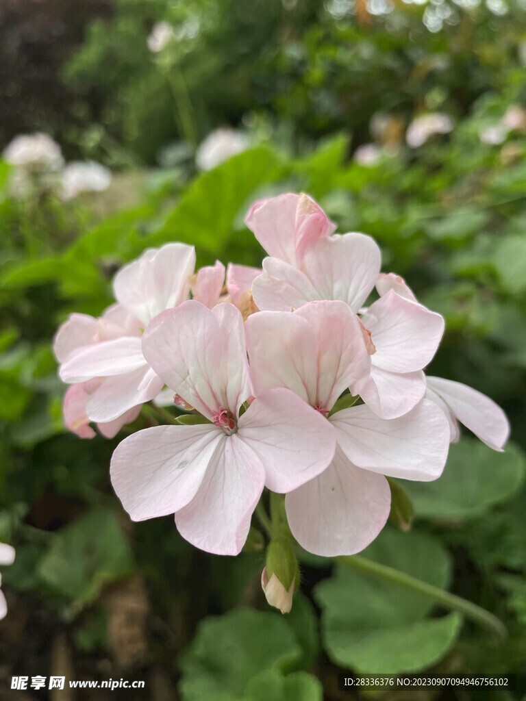 浅粉色的花朵天竺葵