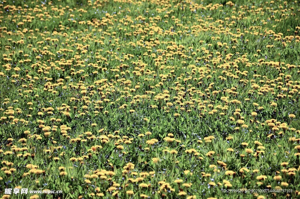 草地