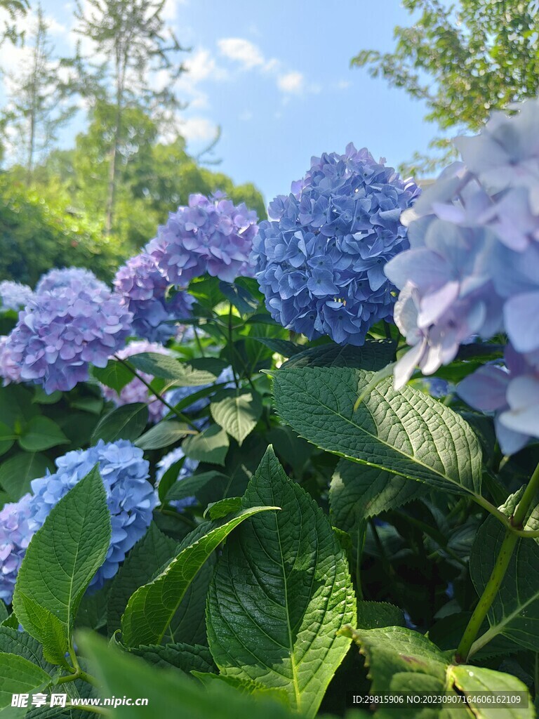 绣球花