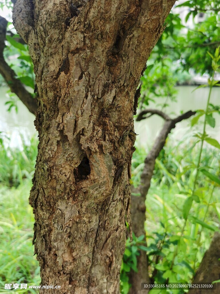 石榴树干