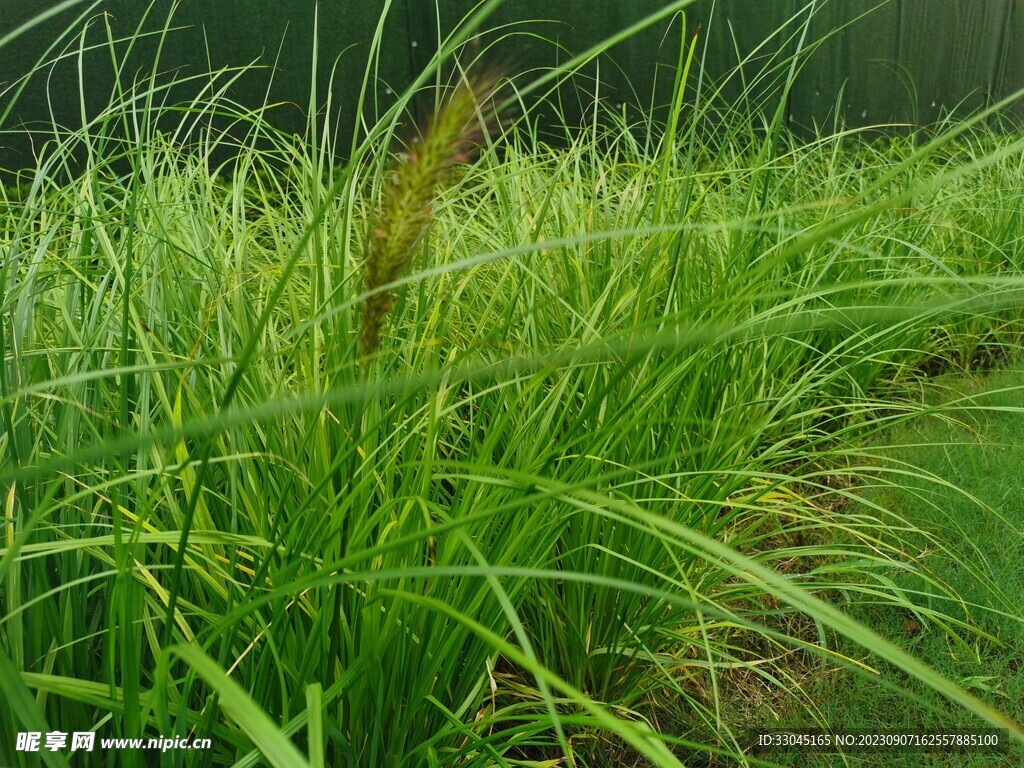 狼尾草