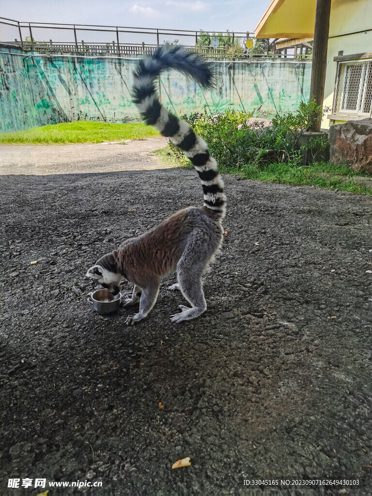 环尾狐猴