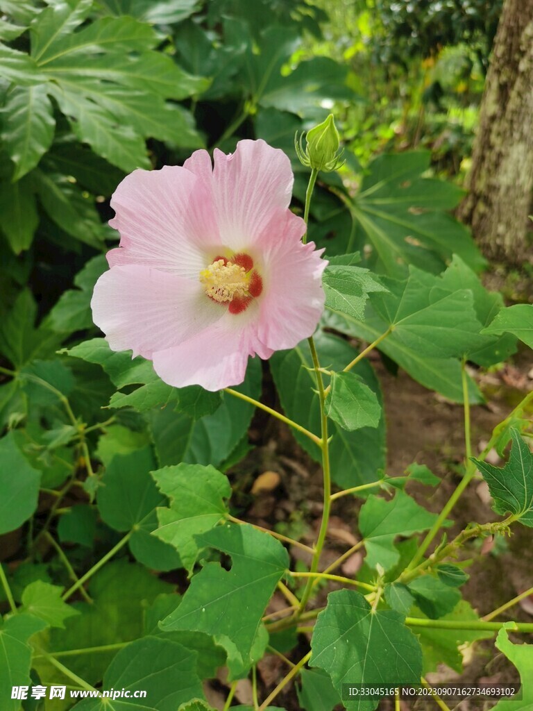 木芙蓉