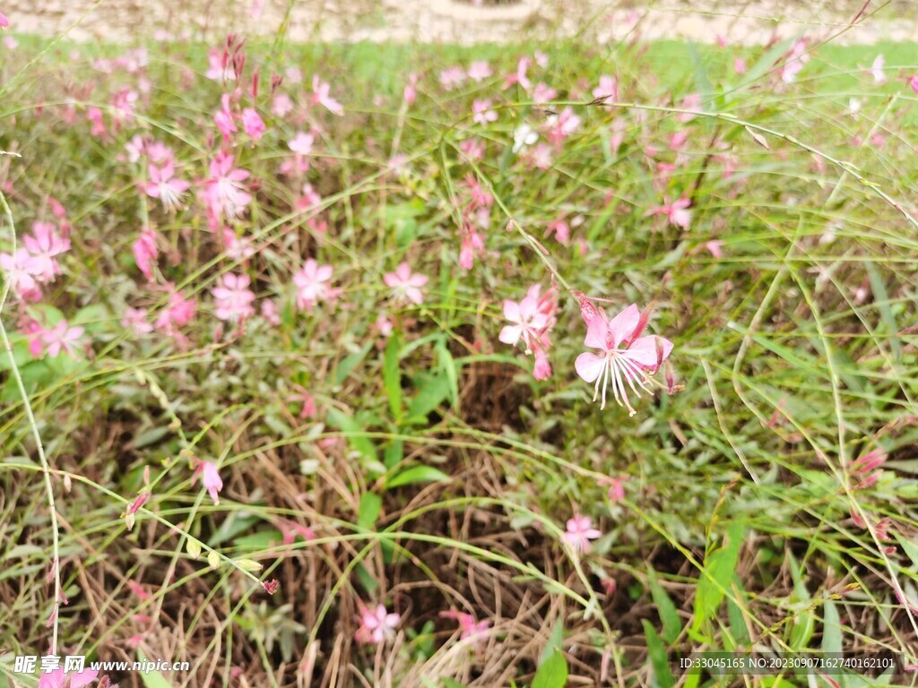 山桃花