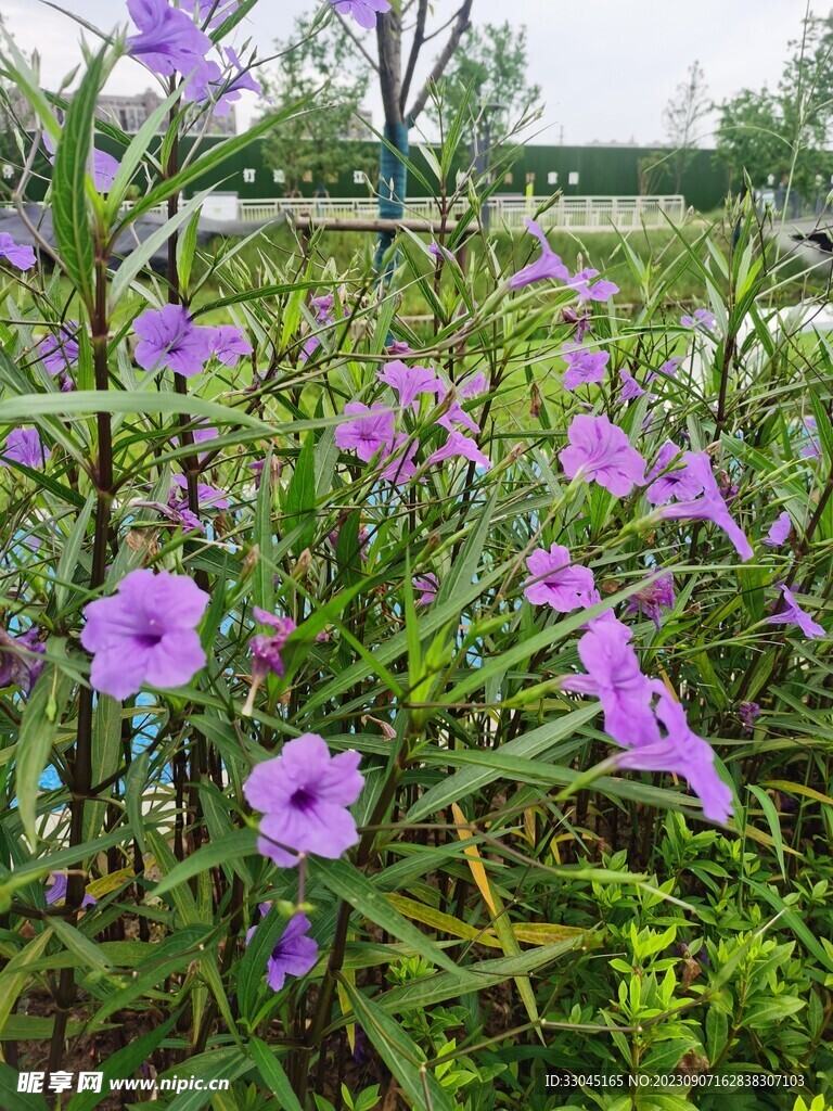 蓝花草