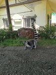 环尾狐猴