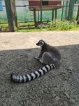 环尾狐猴