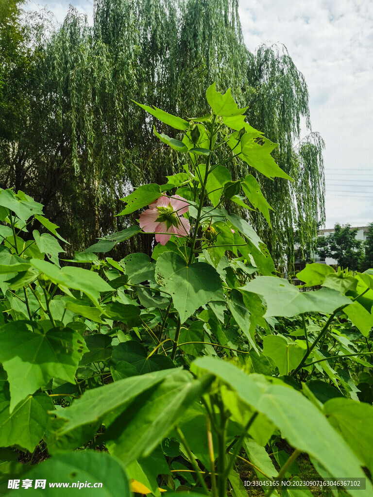 木芙蓉