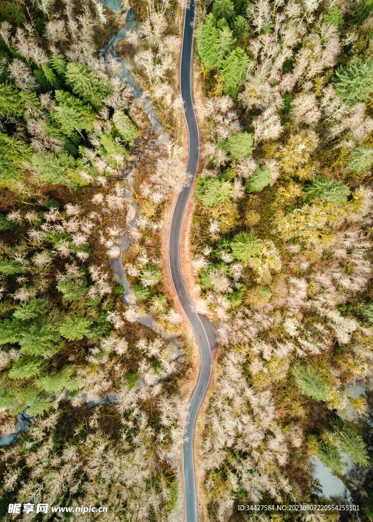 航拍树林和道路