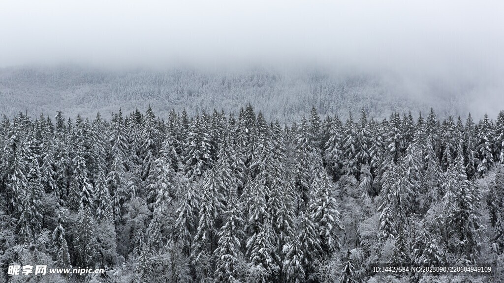 树林雪景