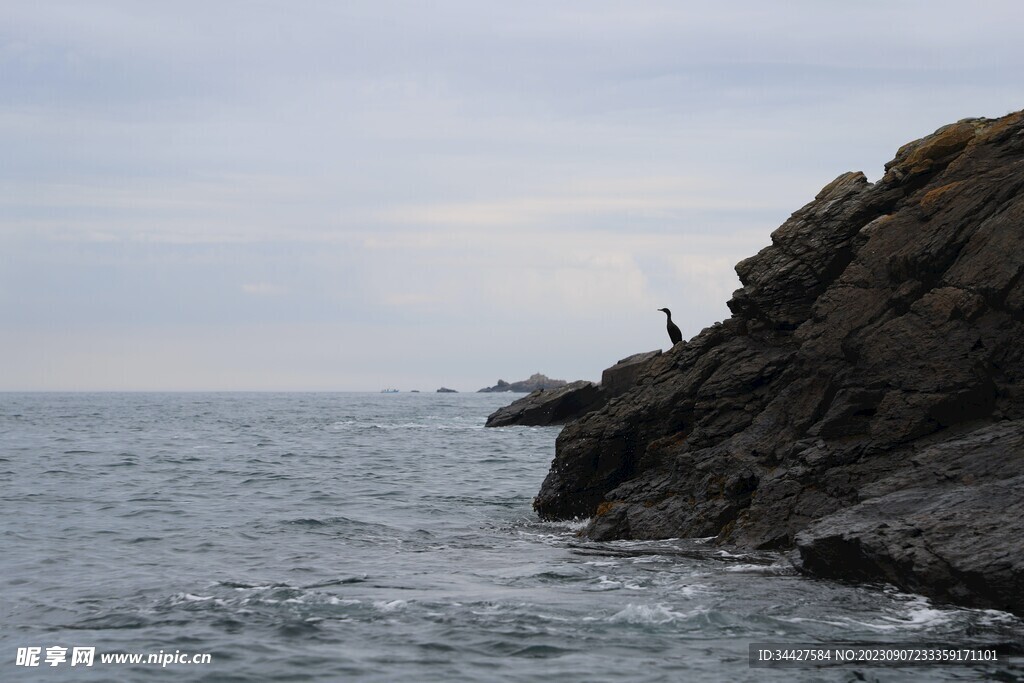 海边岩石和海鸟