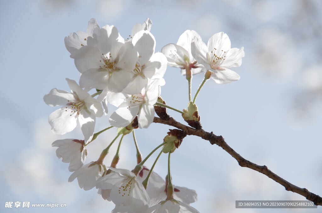樱花 