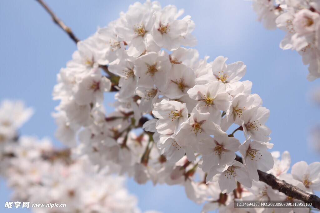 樱花  