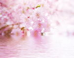 樱花  