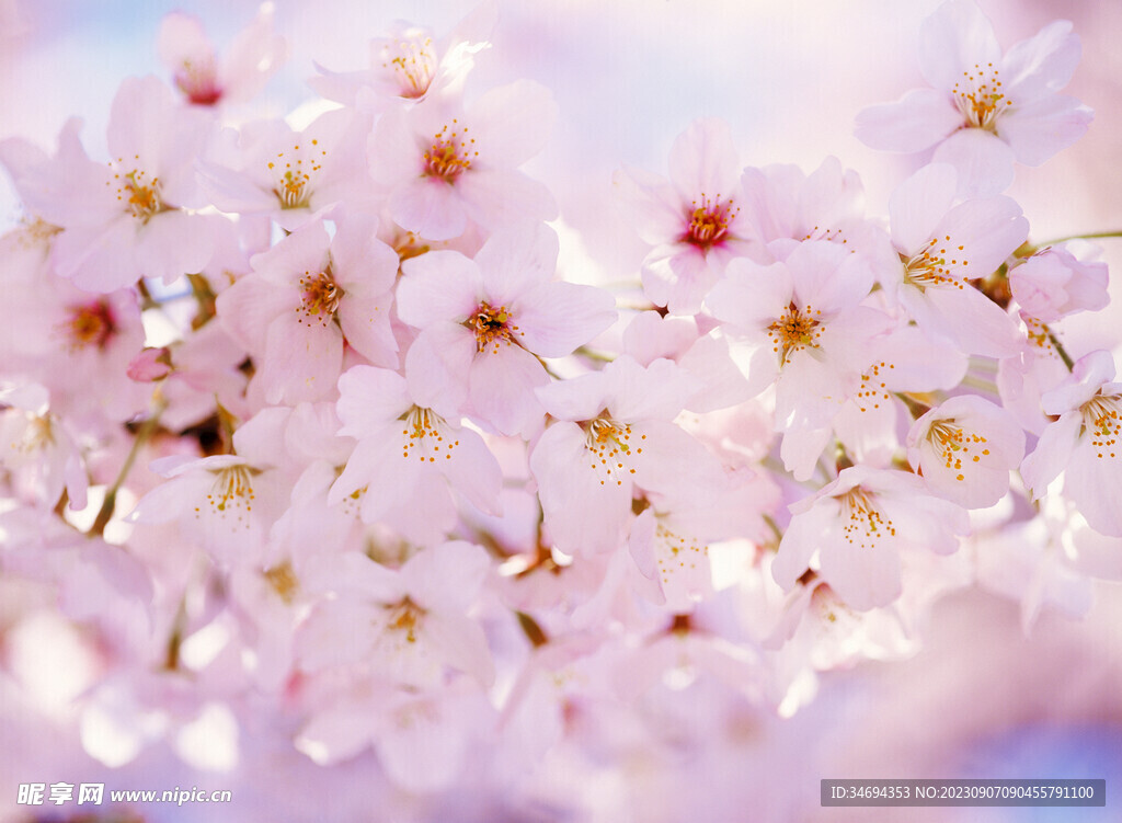 樱花
