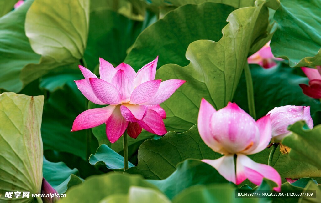 美丽的莲花