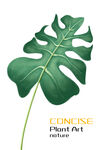 绿植装饰画