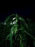 芝麻花