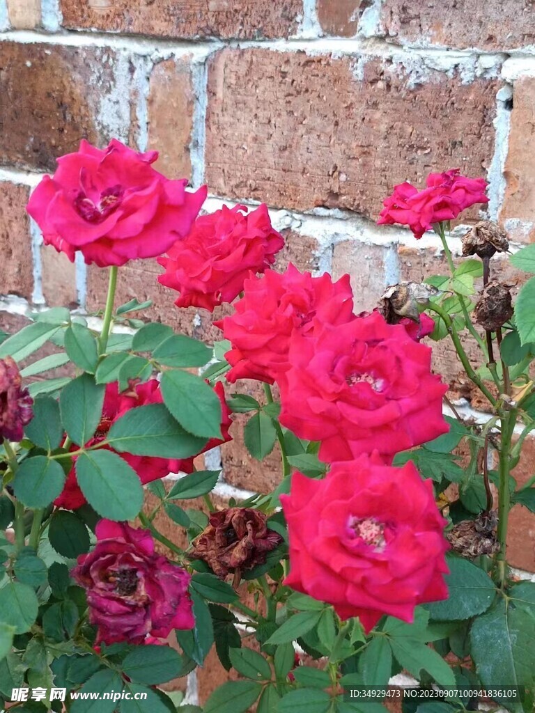 月季花