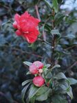 石榴花