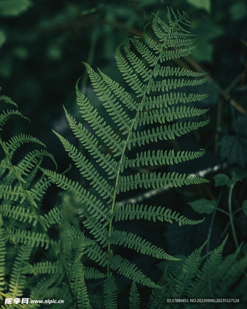 蕨类植物