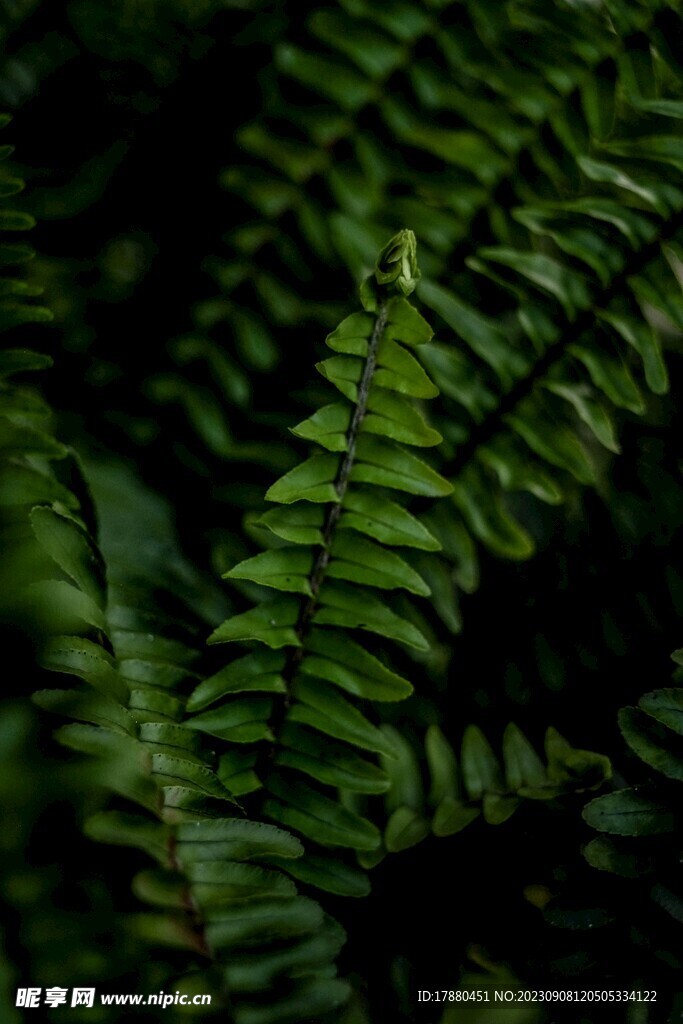蕨类植物