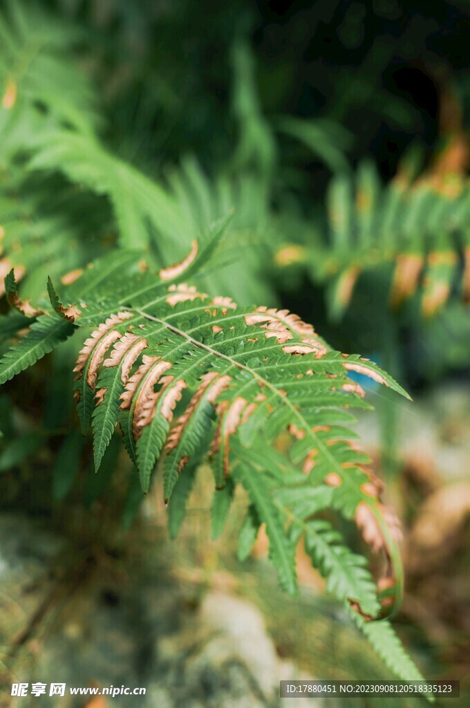 蕨类植物