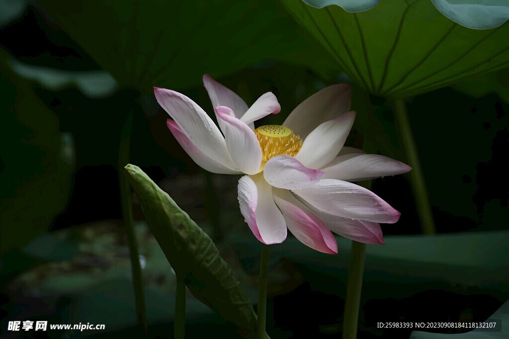 荷花