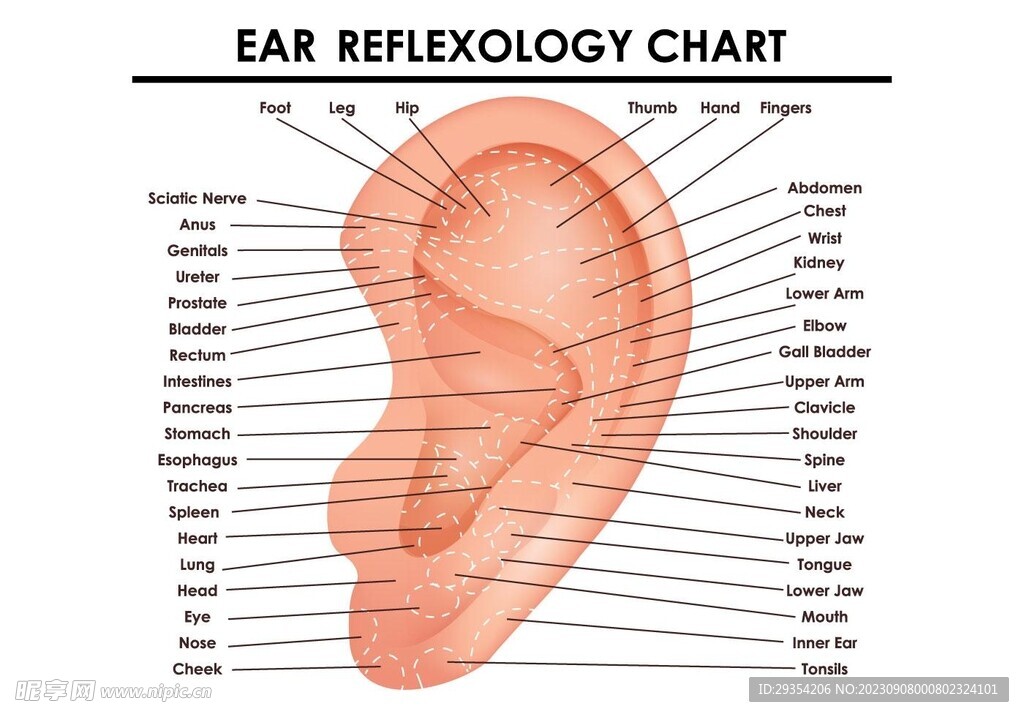 耳反射区示意图图片