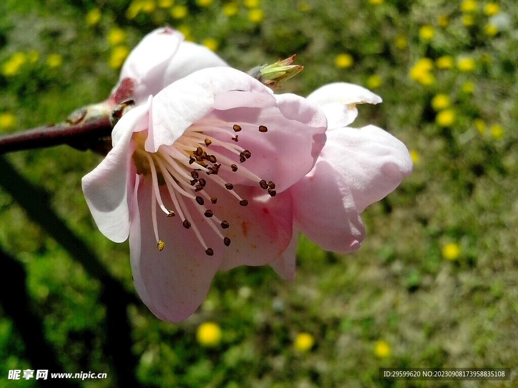 桃花
