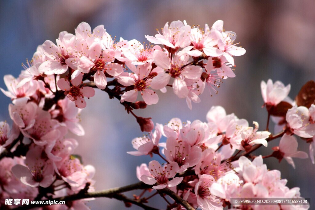桃花