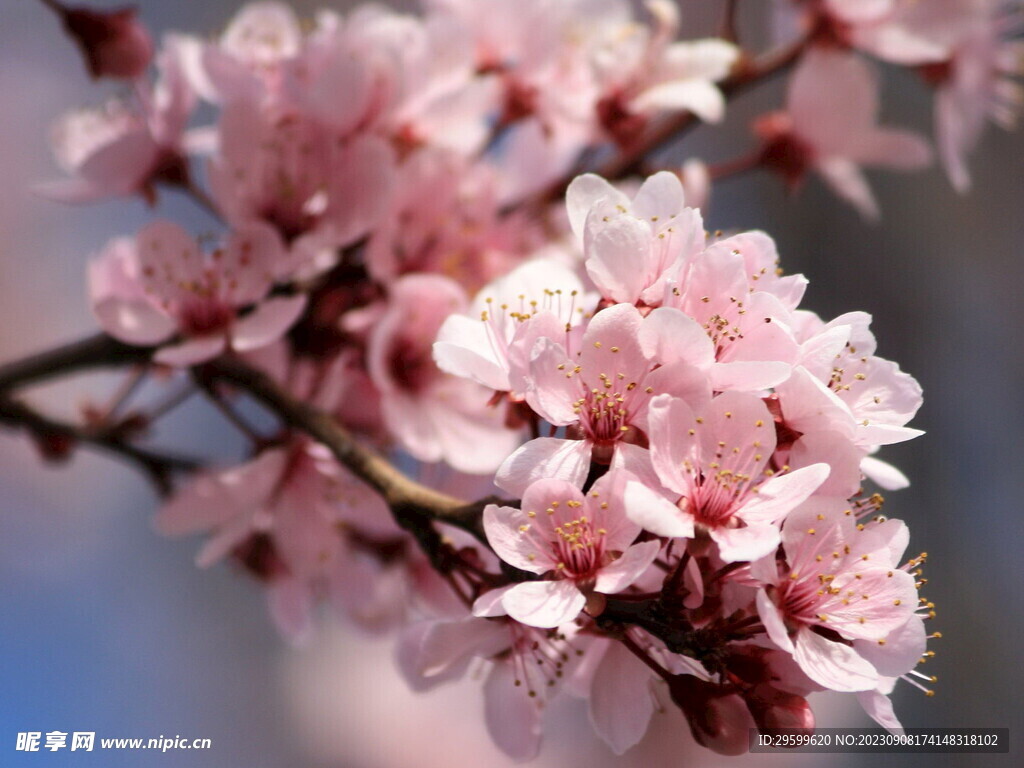 桃花