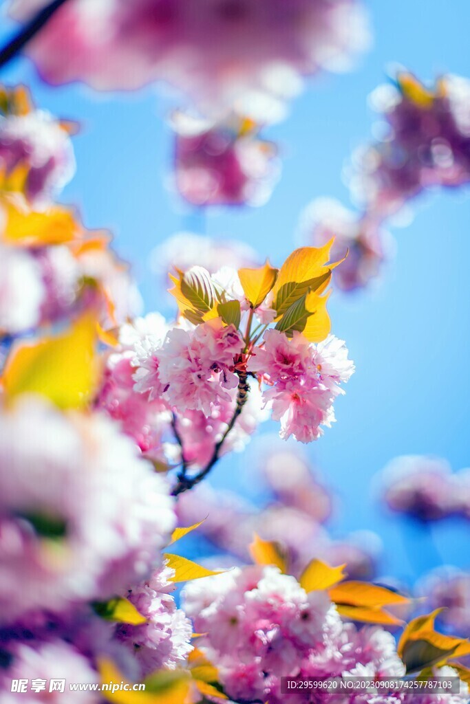 樱花