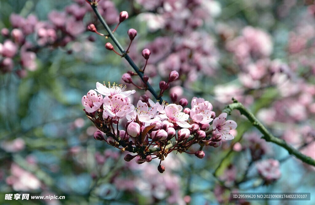 桃花