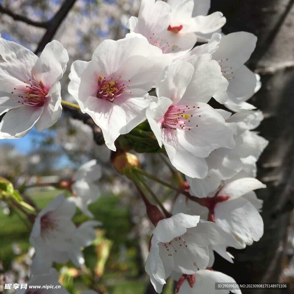 苹果花