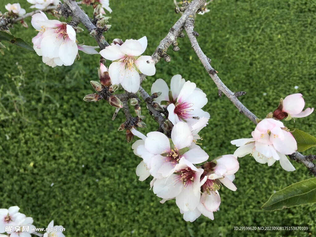 苹果花