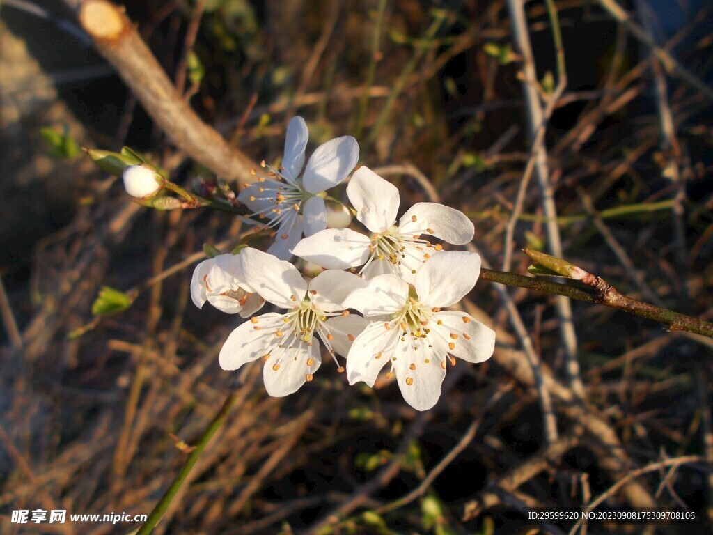 苹果花