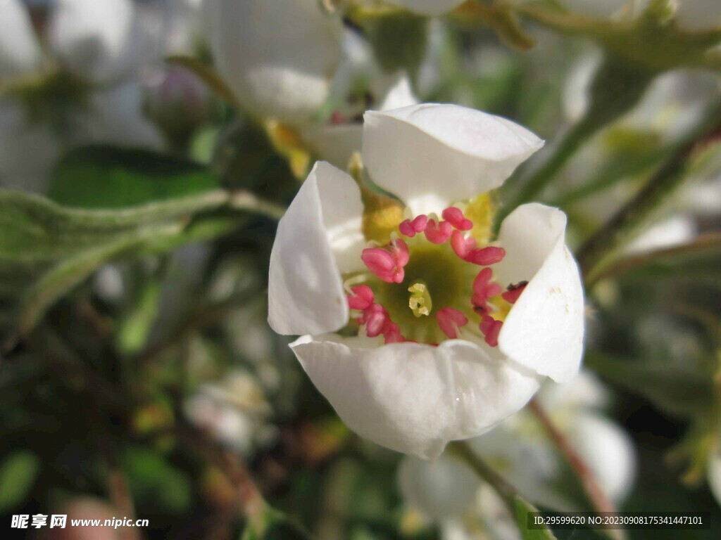 苹果花